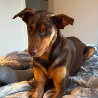 Photo of Piper