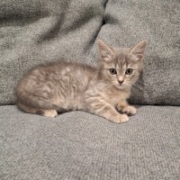 Photo of Zinc