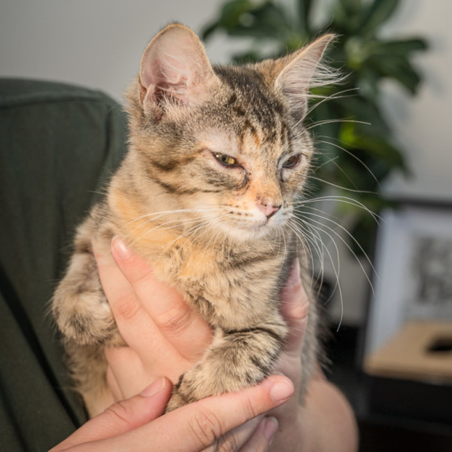 Photo of Piper