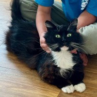 Photo of Mario *9 Lives Project Rescue*