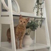 Photo of Latte