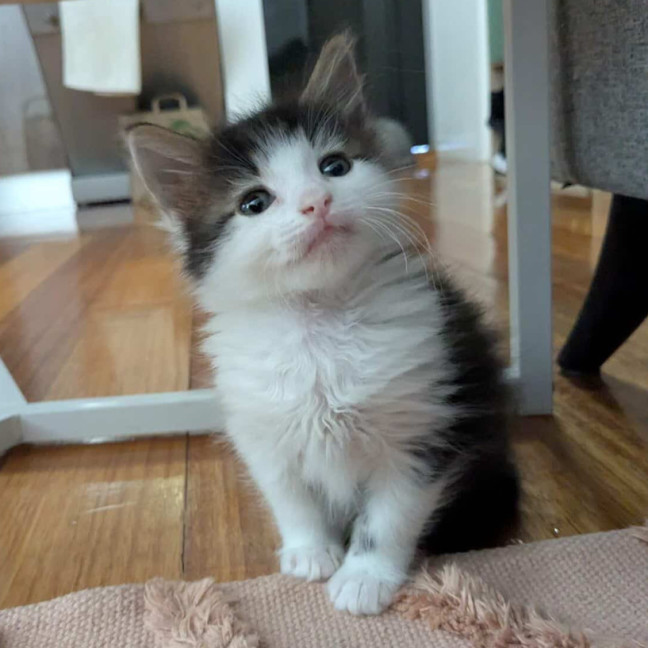 Photo of Milo & Olive