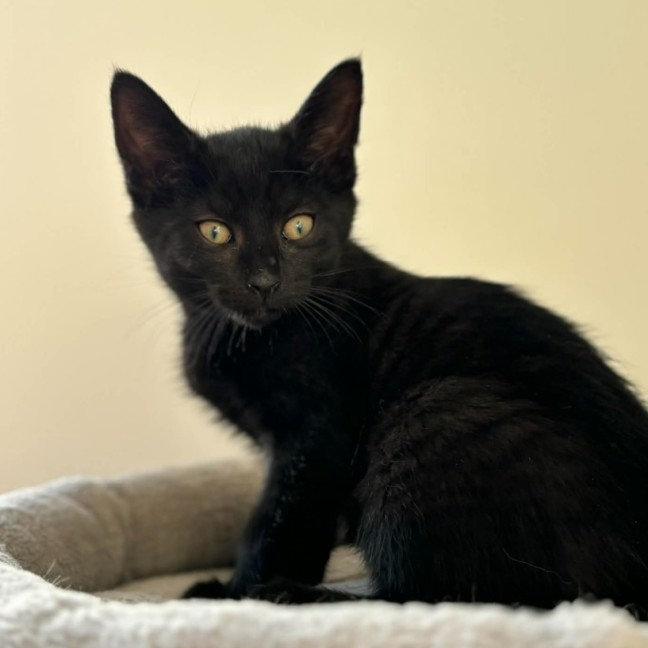 Photo of Cub ** 2nd Chance Cat Rescue **