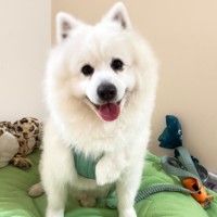 Photo of Mochi