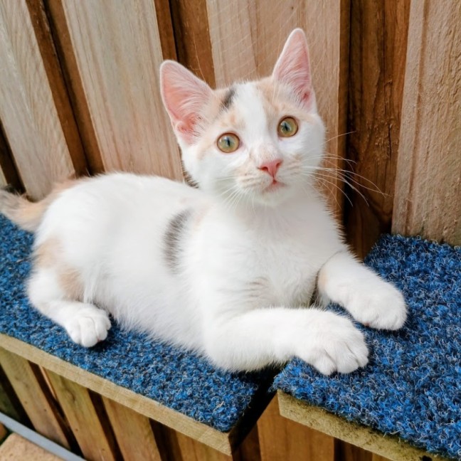 Photo of Lieffy