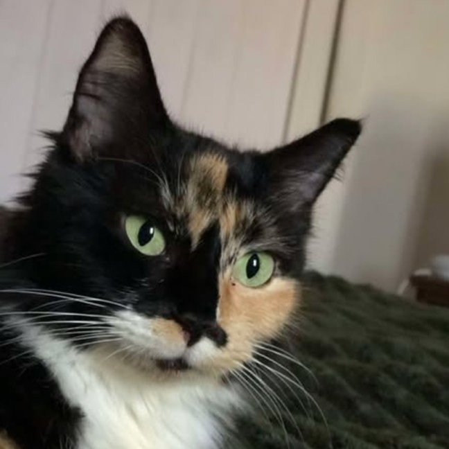 Photo of Flicka