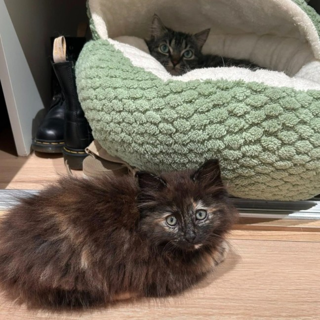 Photo of Toffee