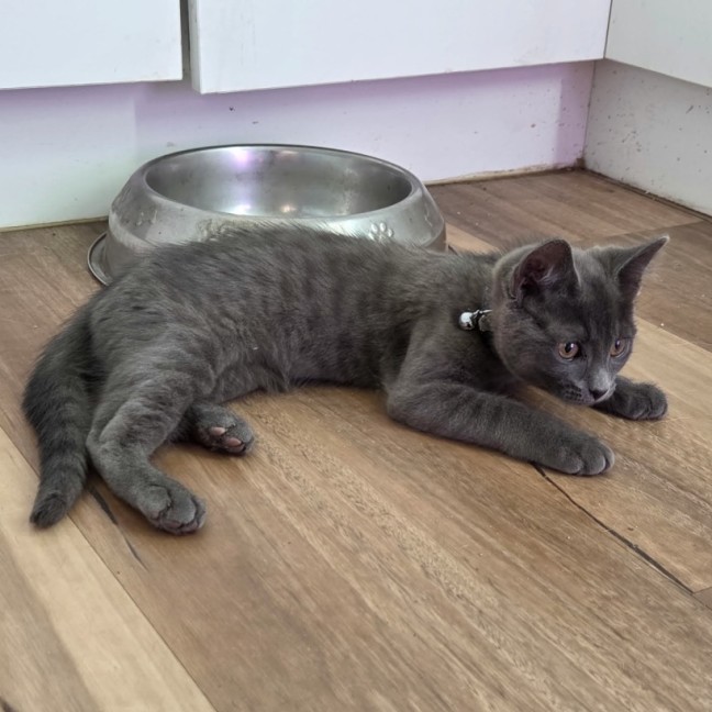 Photo of Potato * 9 Lives Project Rescue*