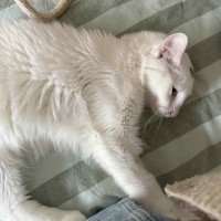 Photo of Tweet 
