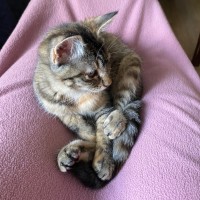 Photo of $300 Mushroom (Roo) 