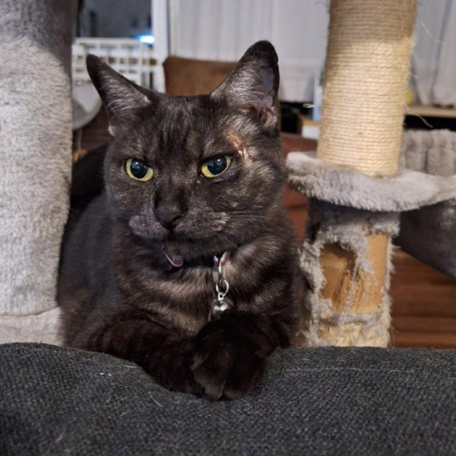 Photo of Hazelnut