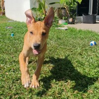 Photo of Nacho