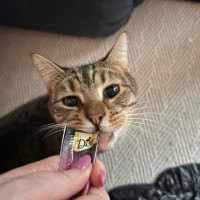 Photo of Fig