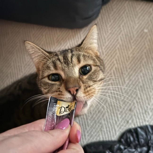 Photo of Fig