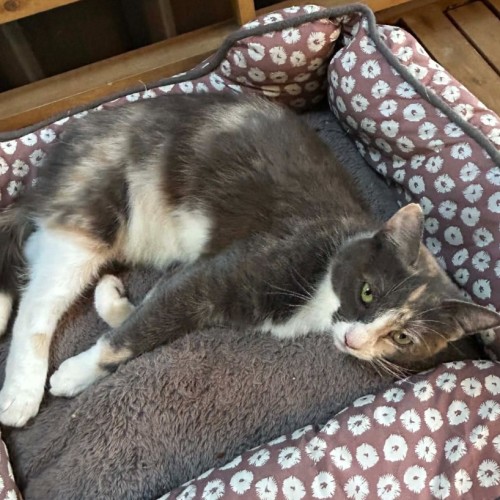 Huddy - Domestic Short Hair (DSH) Cat