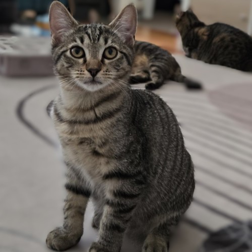Simeon - Domestic Short Hair (DSH) Cat