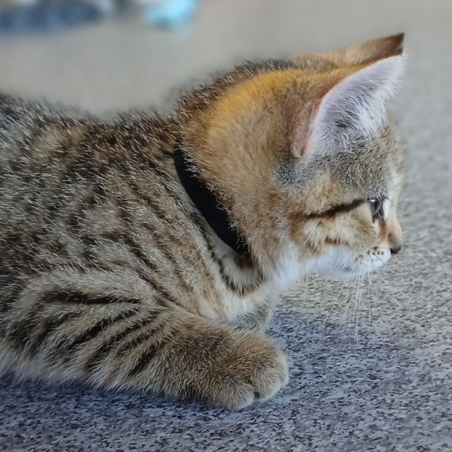 Photo of Theo