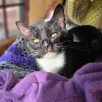 Photo of Flaggie