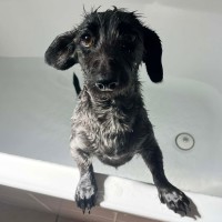 Photo of Snoopy
