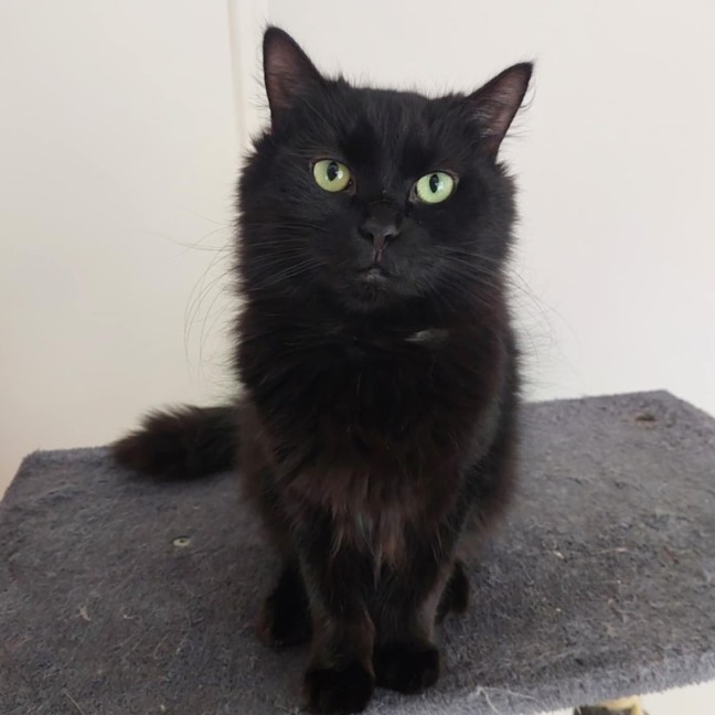 Photo of Eclipse 🖤