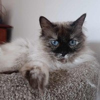 Photo of Eclair 