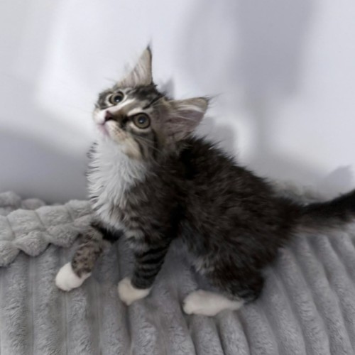 Apple *9 Lives Project Rescue* - Domestic Medium Hair (DMH) Cat