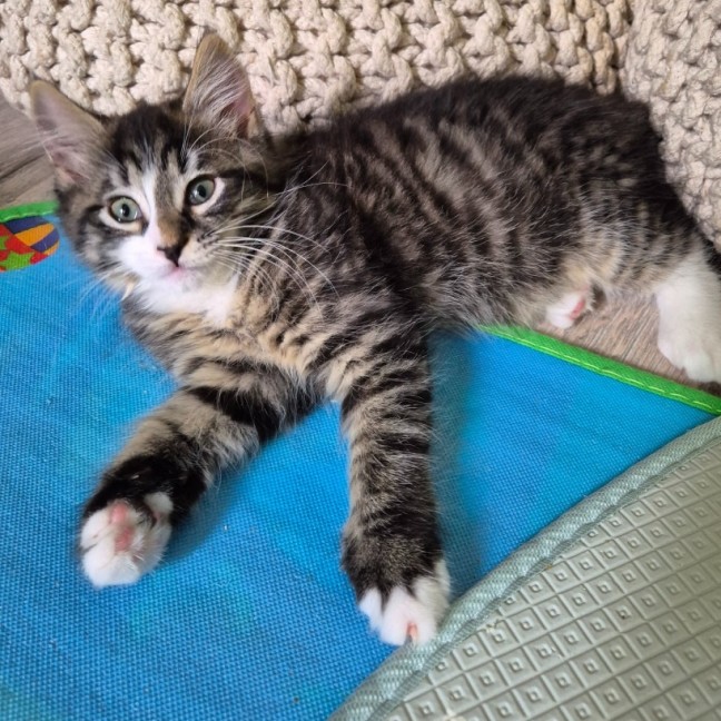 Photo of Casimir 💙