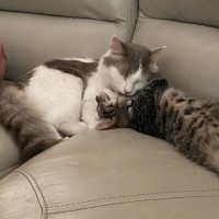 Photo of Katie *9 Lives Project Rescue*