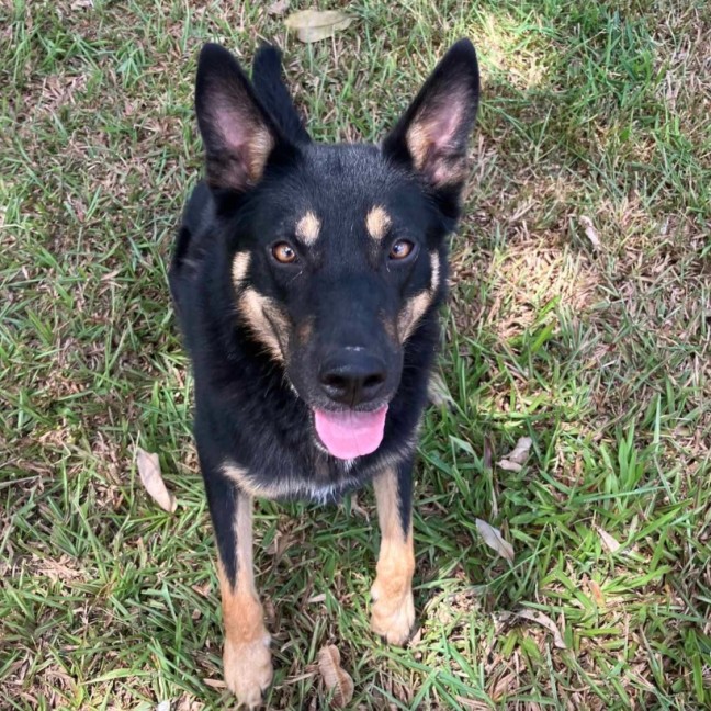 Photo of Chiko