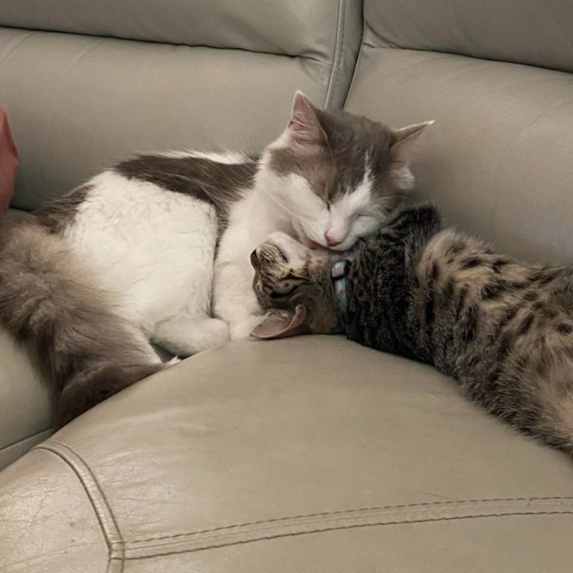 Photo of Katie *9 Lives Project Rescue*