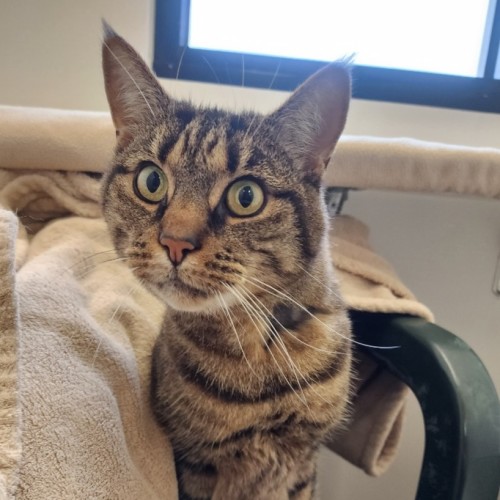 Tye  - Domestic Short Hair (DSH) Cat