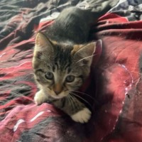 Photo of Kooro *9 Lives Project Rescue*