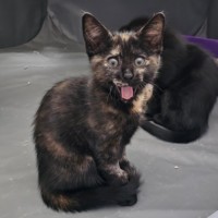 Photo of Dasher And Vixen