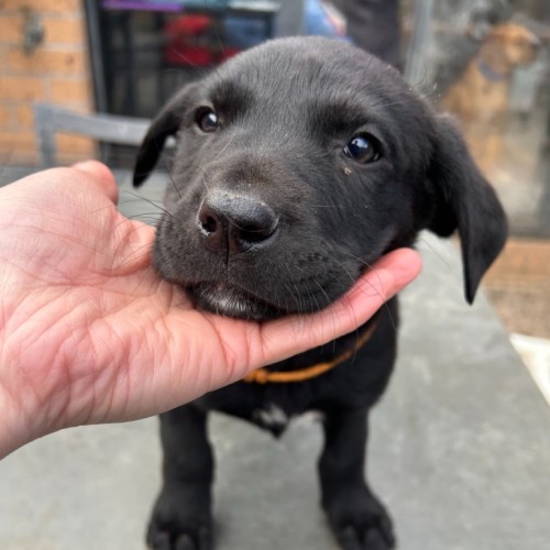 Nanticoke  - Staffordshire Bull Terrier x Australian Kelpie Dog