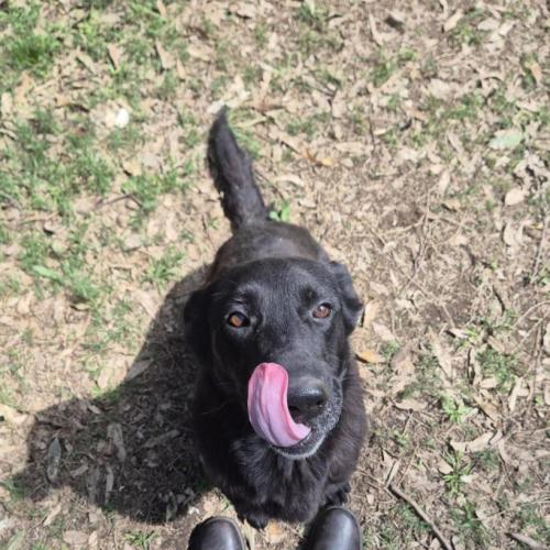 Raven - German Shepherd Dog