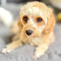 Photo of Luna