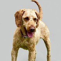 Photo of Hugo