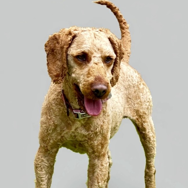 Photo of Hugo