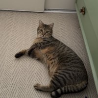 Photo of Fig