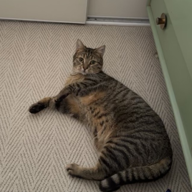 Photo of Fig