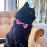 Photo of Shadow