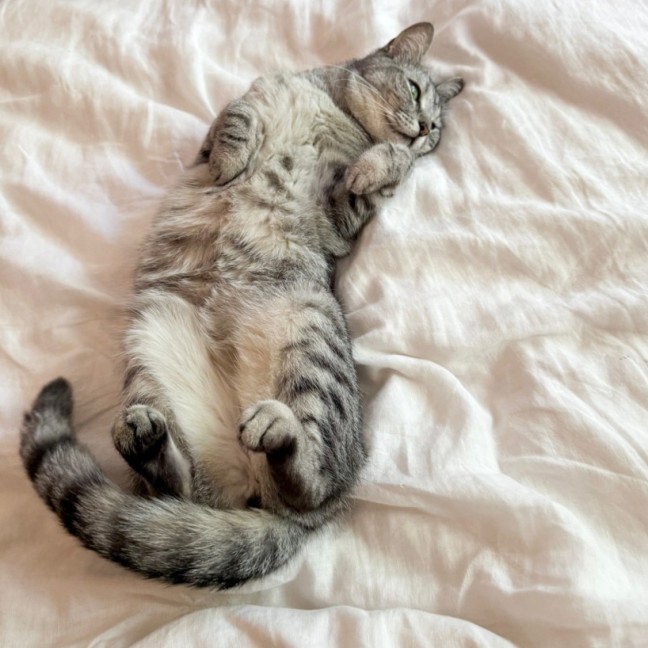 Photo of Mishka *9 Lives Project Rescue*