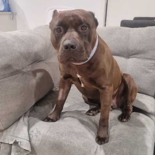 Montoya - Staffordshire Bull Terrier Dog