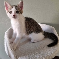 Female Domestic Short Hair (DSH) Cat