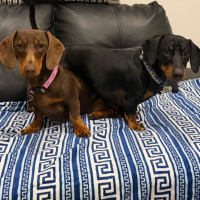 Photo of Poppy And Banjo