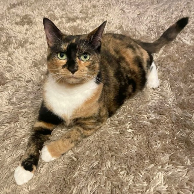 Photo of Marmalade