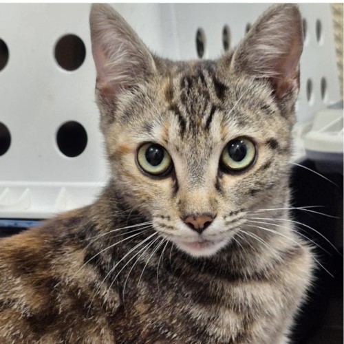 Juniper - Domestic Short Hair (DSH) Cat