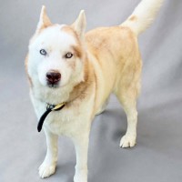 Photo of Skipper