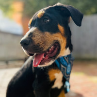 Photo of Axel