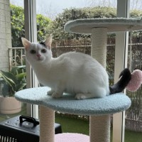 Photo of Rattler